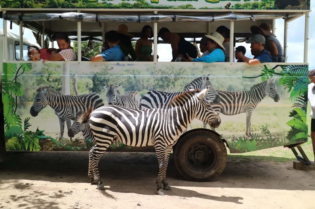 Calauit-Safari-zebra