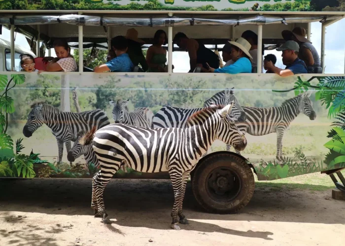 Calauit-Safari-zebra