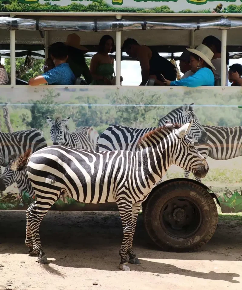 Calauit-Safari-zebra