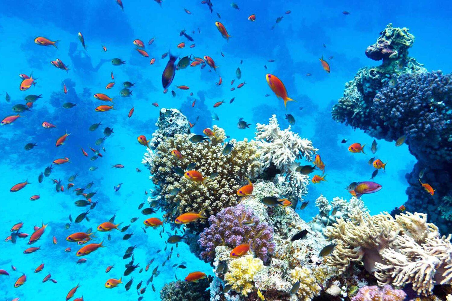 coron-freediving-corals