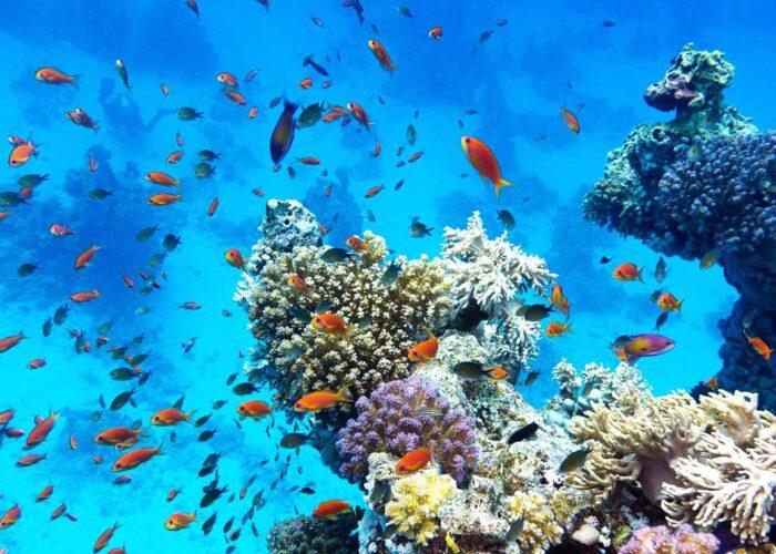 coron-freediving-corals