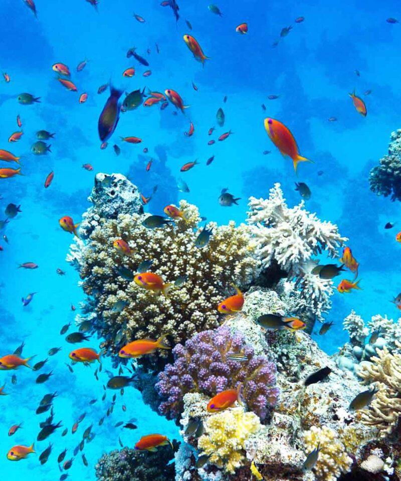 coron-freediving-corals