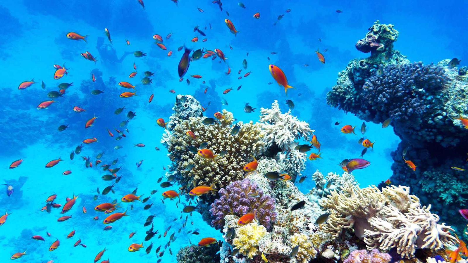 coron-freediving-corals