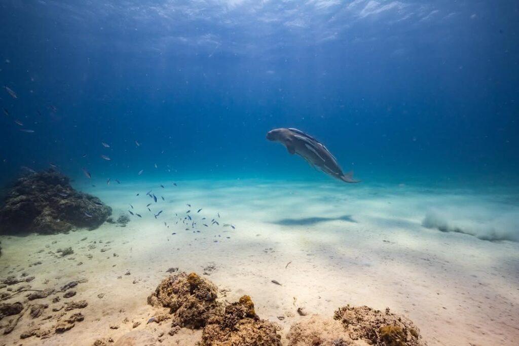 dugong-watching-coron