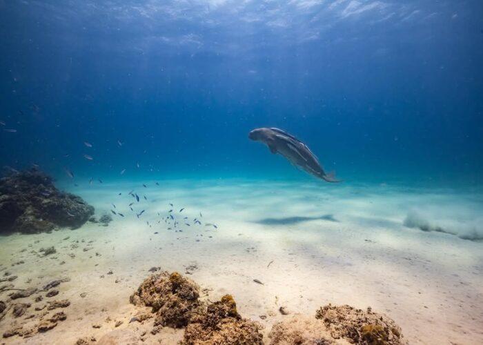 dugong-watching-coron